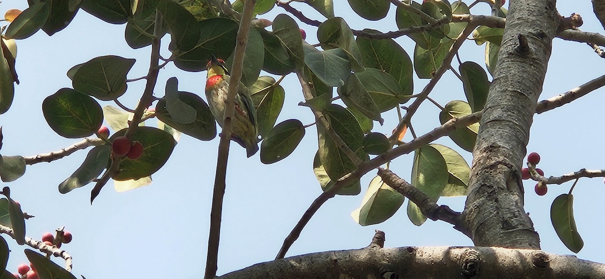 Coppersmith Barbet - ML647762058