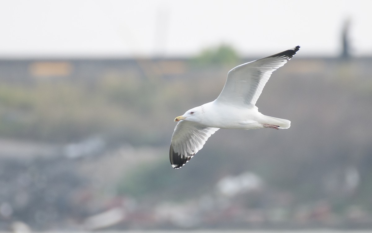 Mongolian Gull - ML647762061