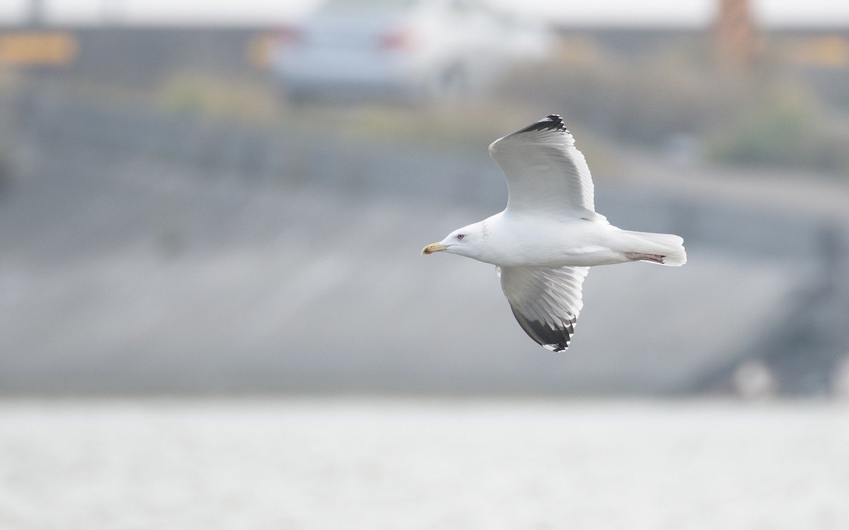 Mongolian Gull - ML647762062