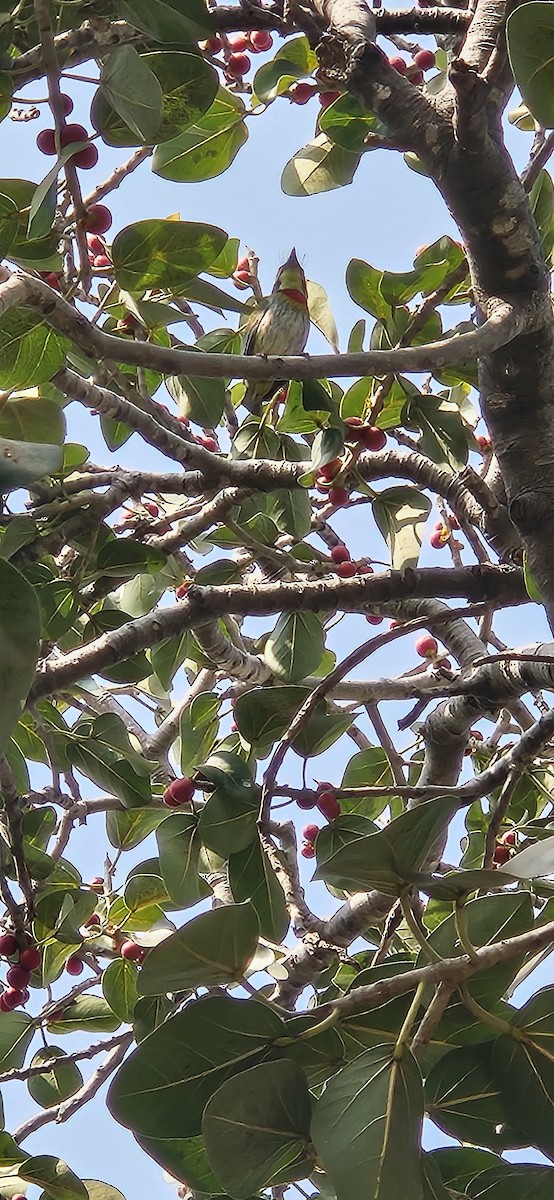 Coppersmith Barbet - ML647762075