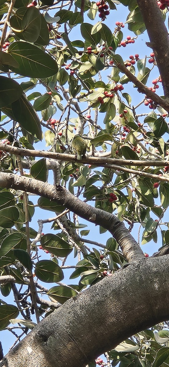 Coppersmith Barbet - ML647762078