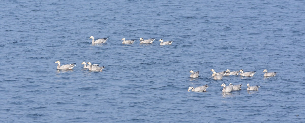 Bar-headed Goose - ML647762095