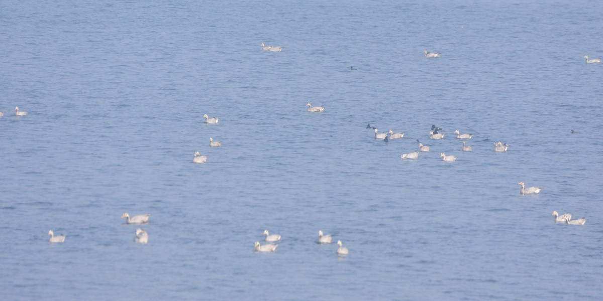 Bar-headed Goose - ML647762096