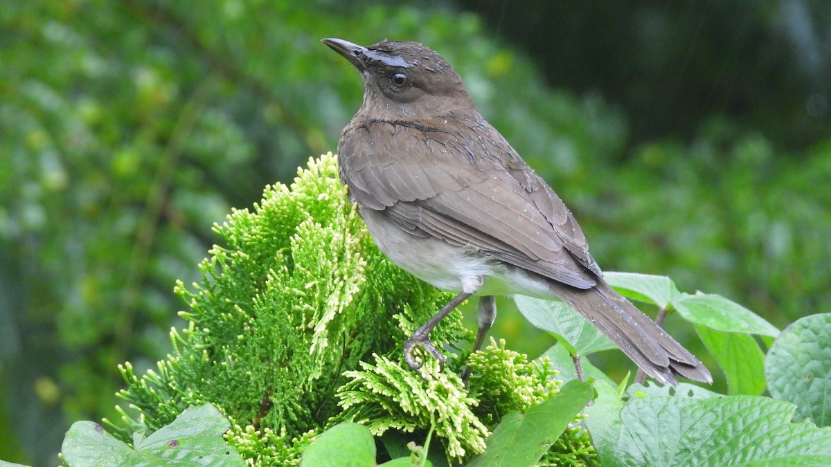 Black-billed Thrush - ML647762098