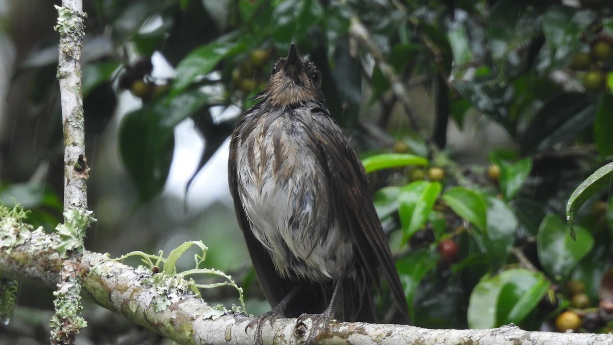 Black-billed Thrush - ML647762106