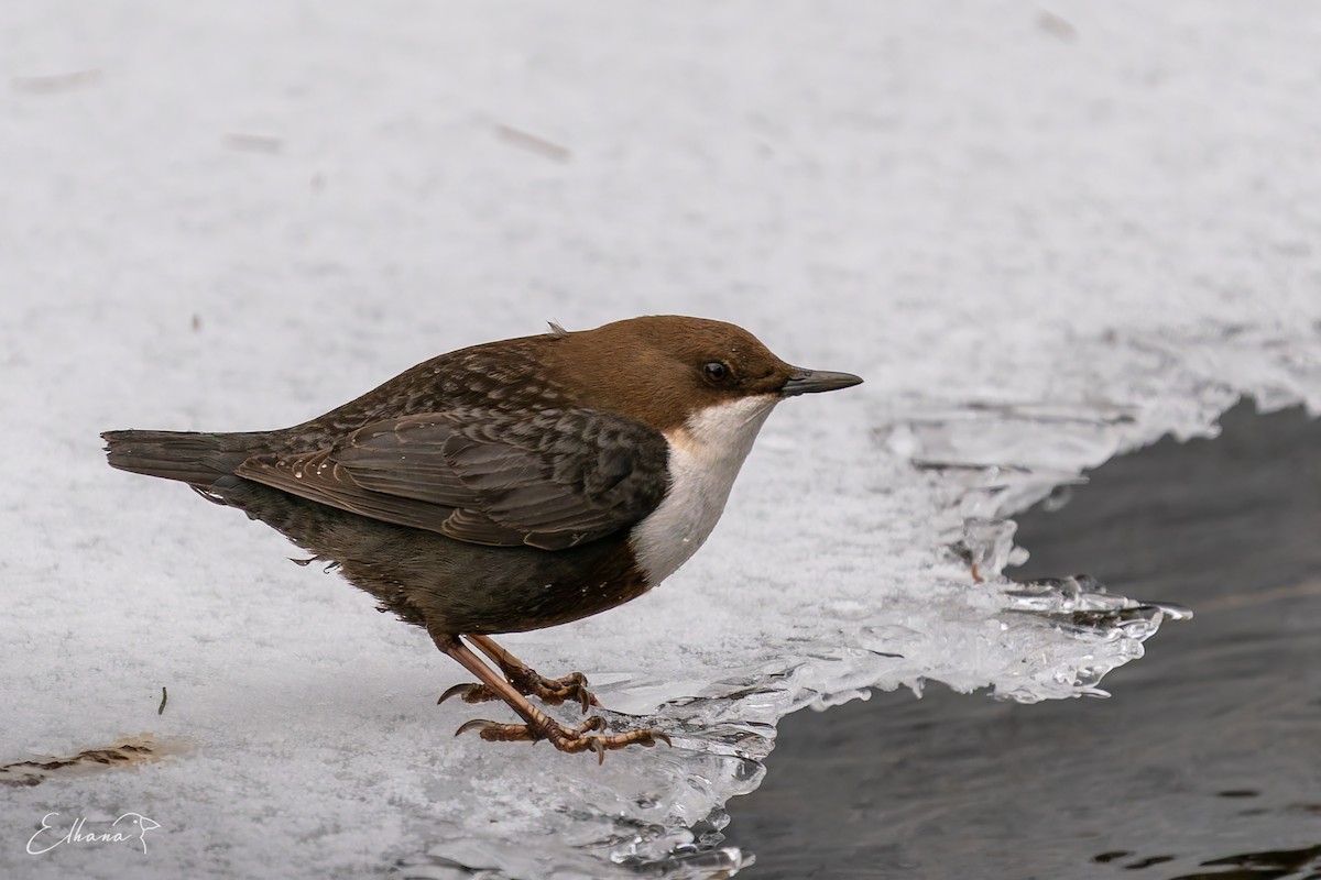 skorec vodní - ML647762174