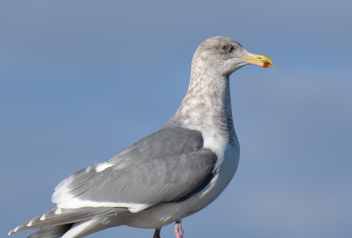 Мартиновий sp. - ML647762184