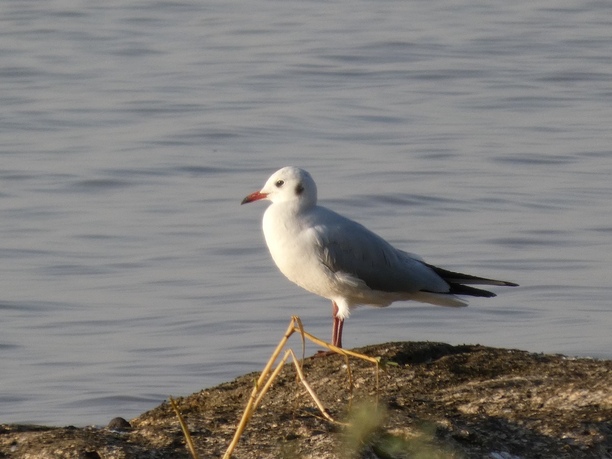 Black-headed Gull - ML647762207