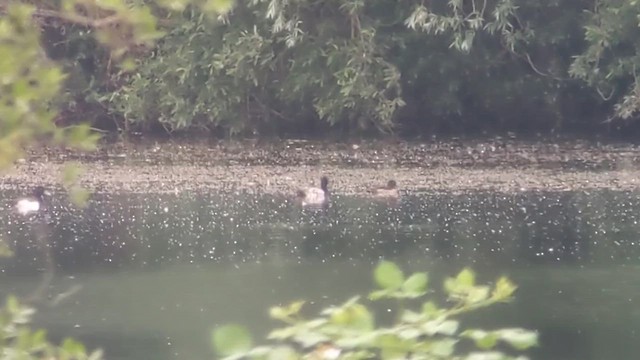 צולל בינוני - ML647762222