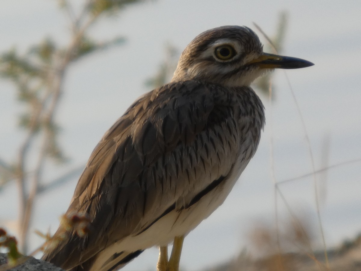 Senegal Thick-knee - ML647762238