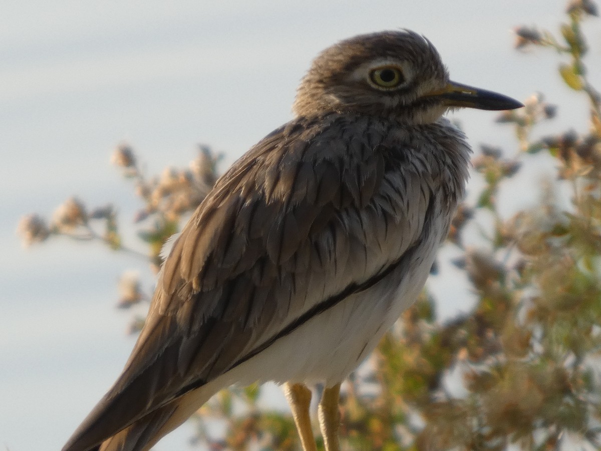 Senegal Thick-knee - ML647762239