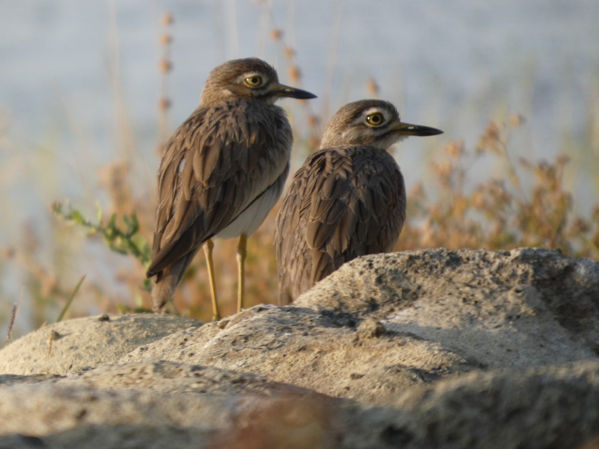 Senegal Thick-knee - ML647762259
