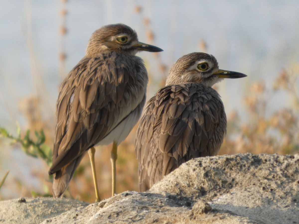 Senegal Thick-knee - ML647762260