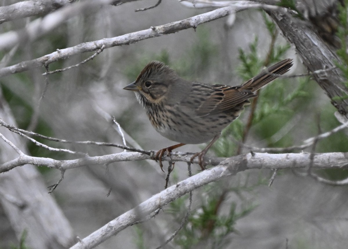 strnadec pruhohlavý - ML647762293