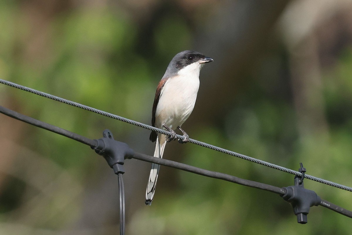 Pie-grièche à dos marron - ML647762296