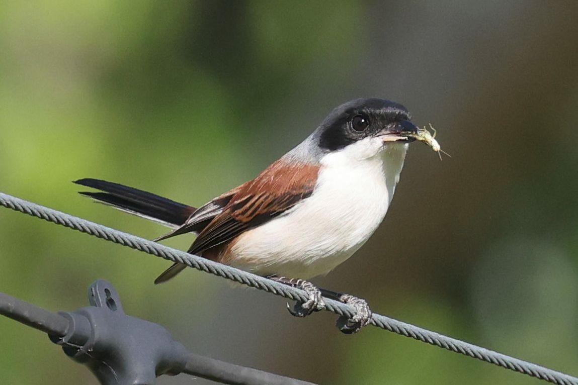 Pie-grièche à dos marron - ML647762297