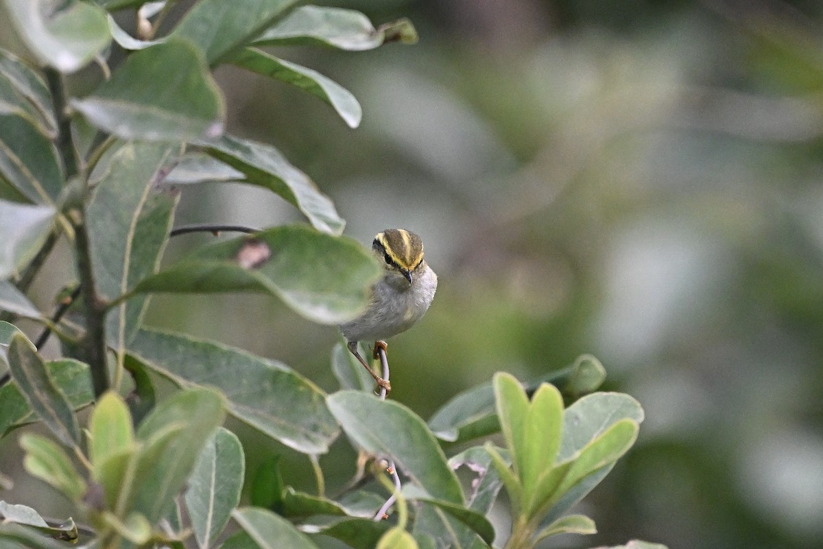 Pouillot de Pallas - ML647762298