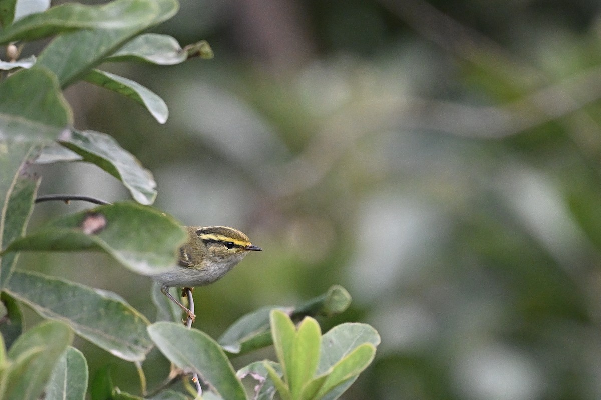 Pouillot de Pallas - ML647762299