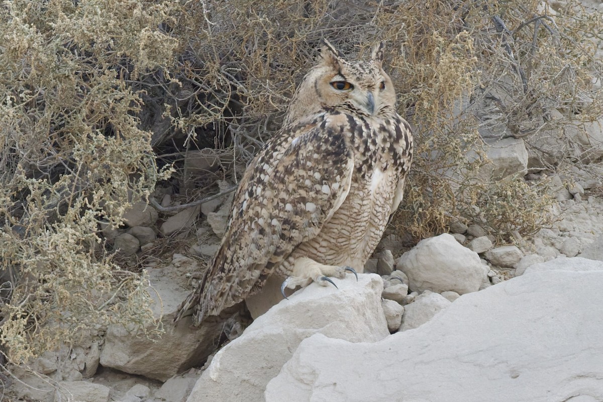 Grand-duc ascalaphe - ML647762304