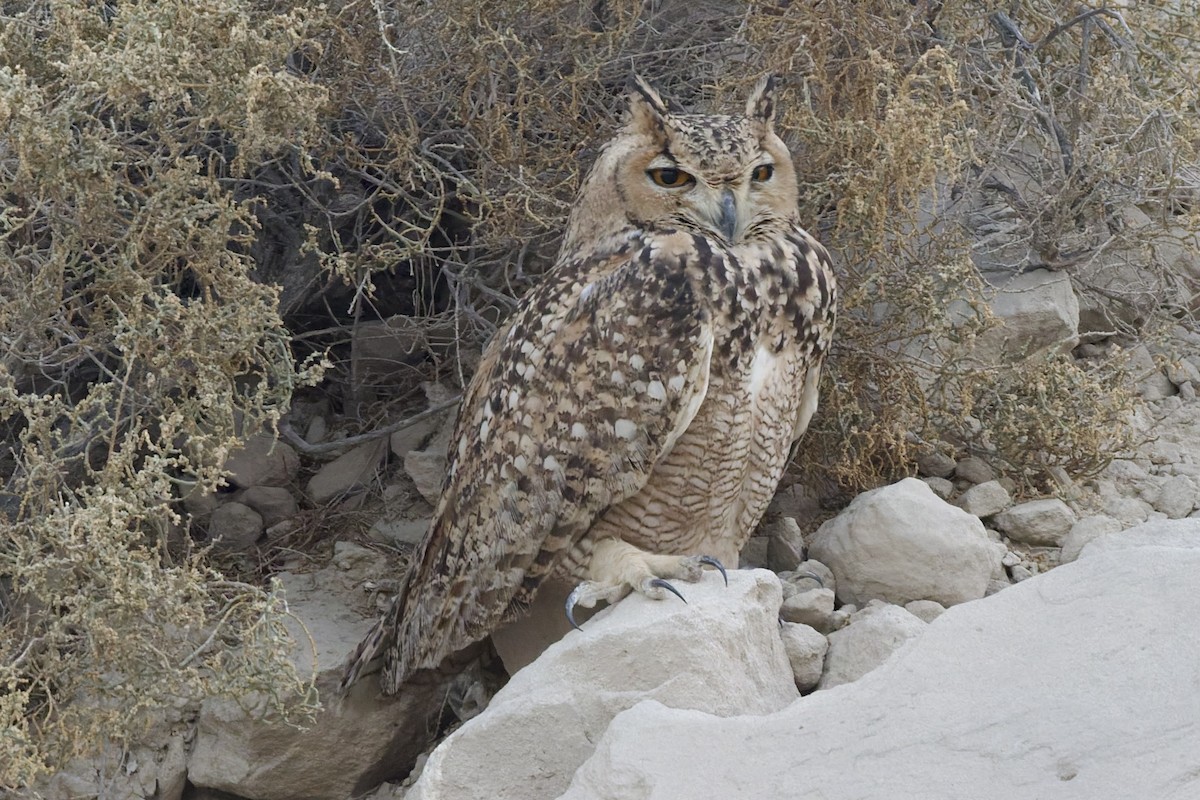 Grand-duc ascalaphe - ML647762305