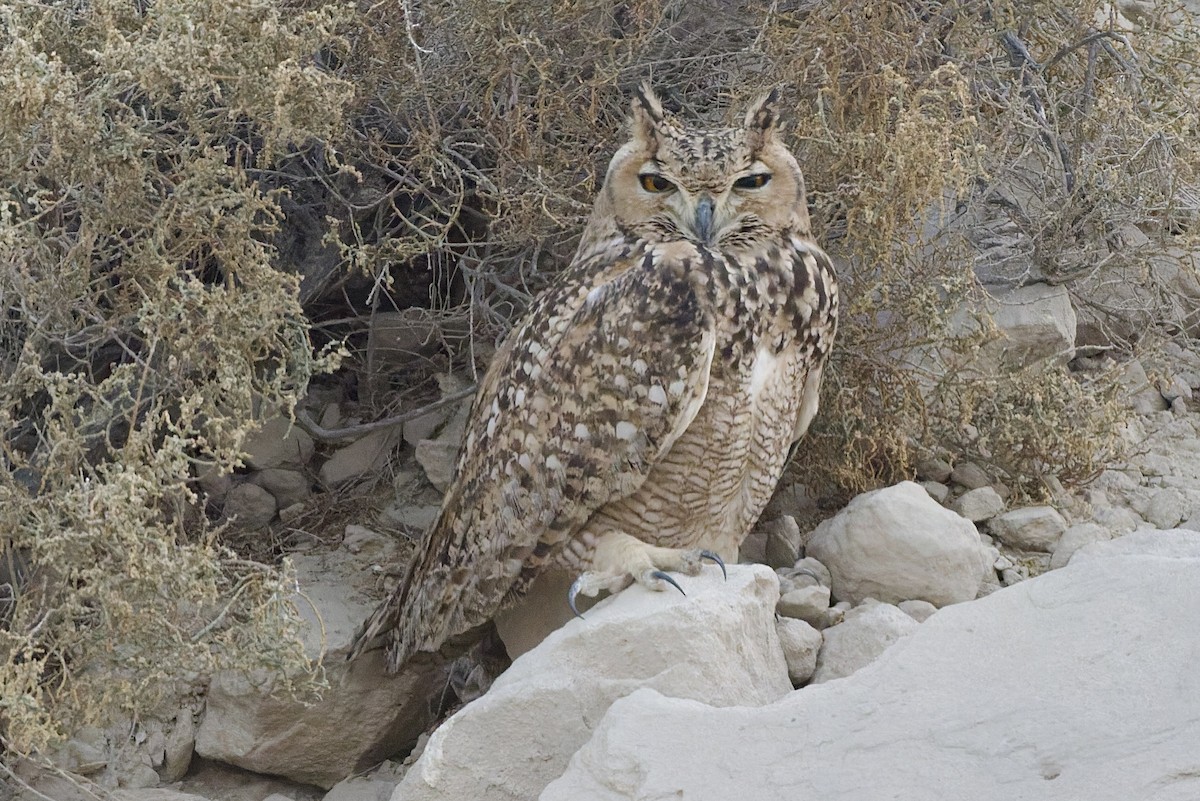 Grand-duc ascalaphe - ML647762306