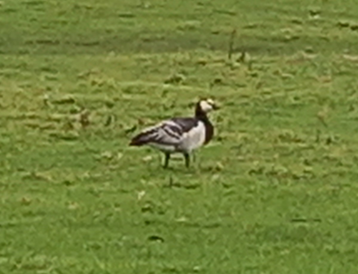 Bernache nonnette - ML647762307