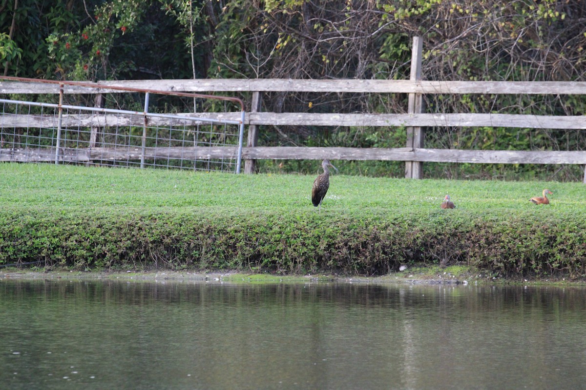 Courlan brun - ML647762308