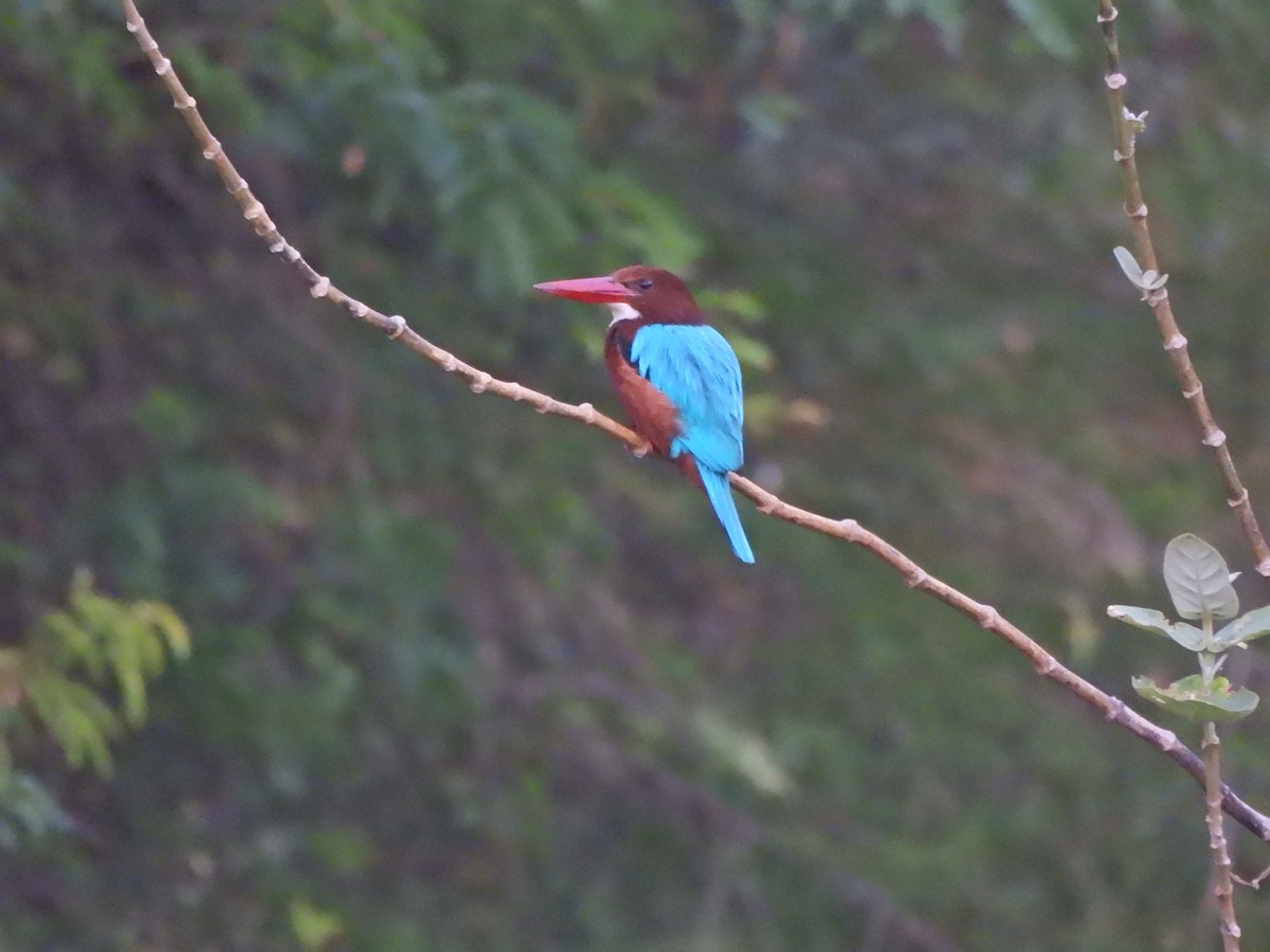 Martin-chasseur de Smyrne - ML647762310