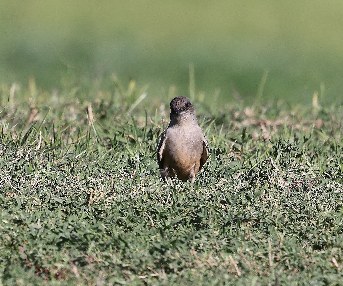 Moucherolle à ventre roux - ML647762312