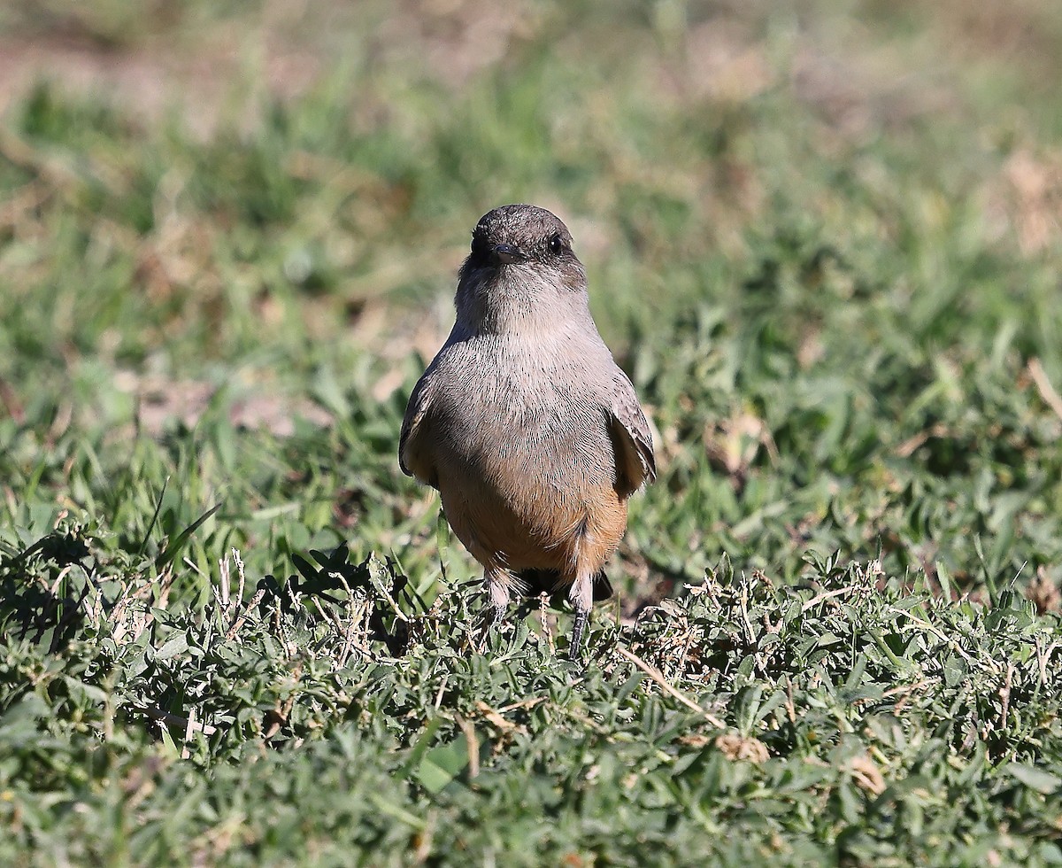Moucherolle à ventre roux - ML647762313