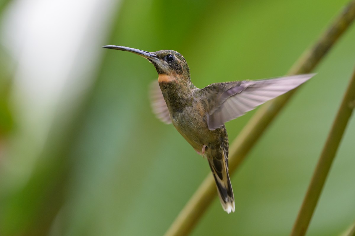 Ermite à queue blanche - ML647762316