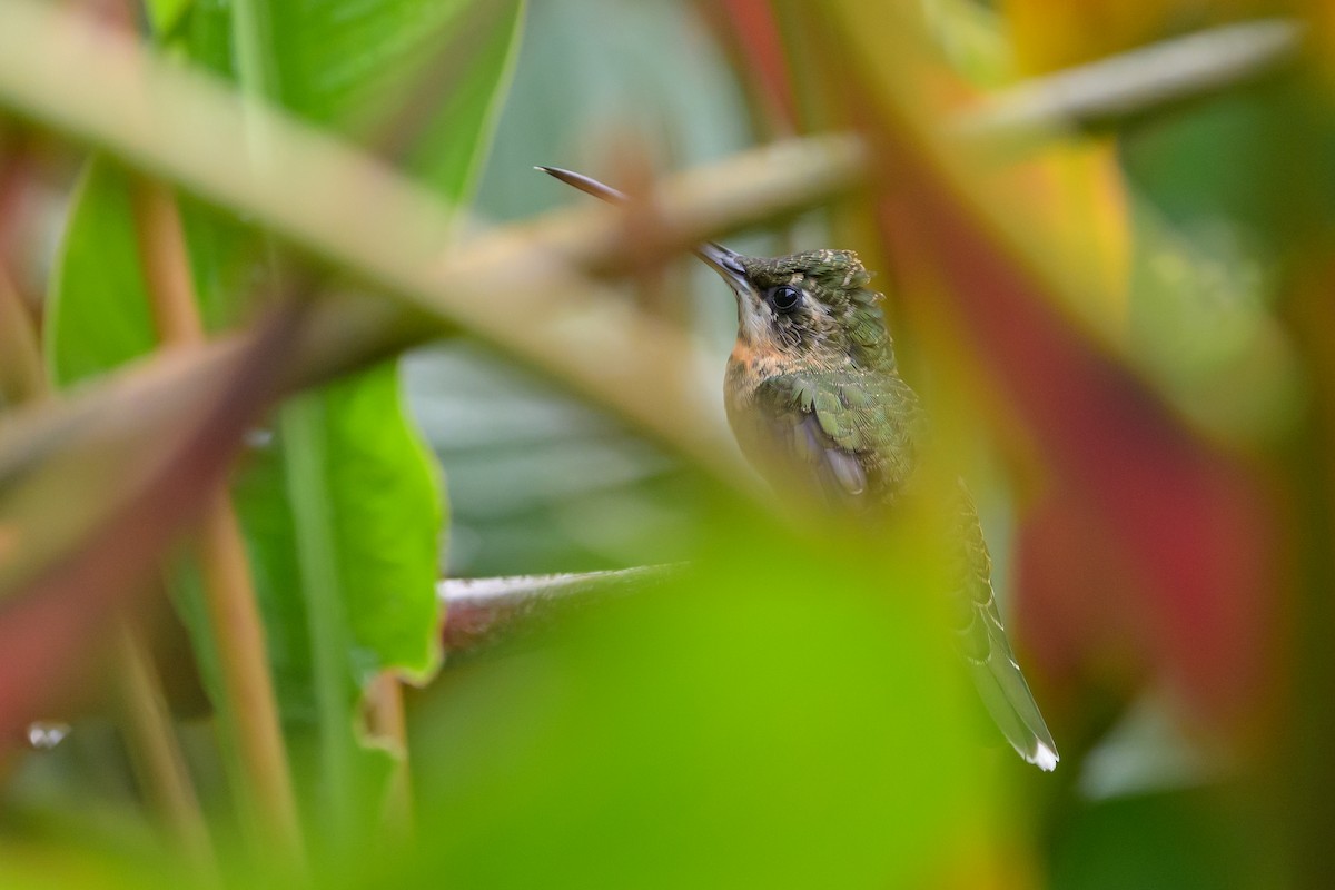 Ermite à queue blanche - ML647762317