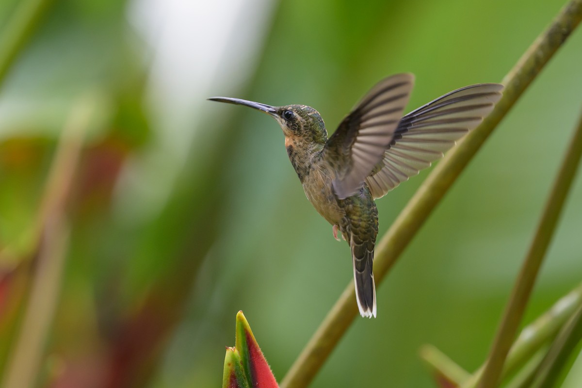 Ermite à queue blanche - ML647762318