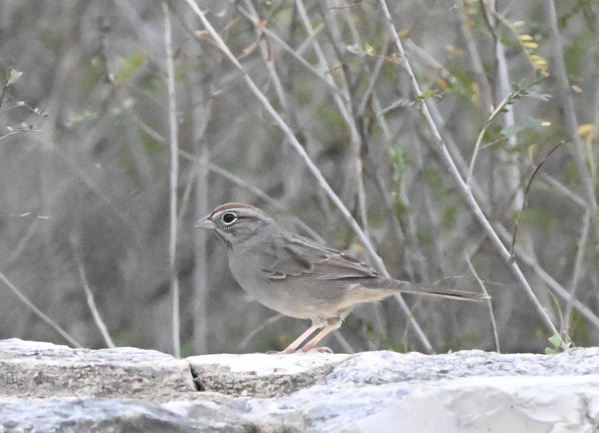 Tohi à calotte fauve - ML647762319