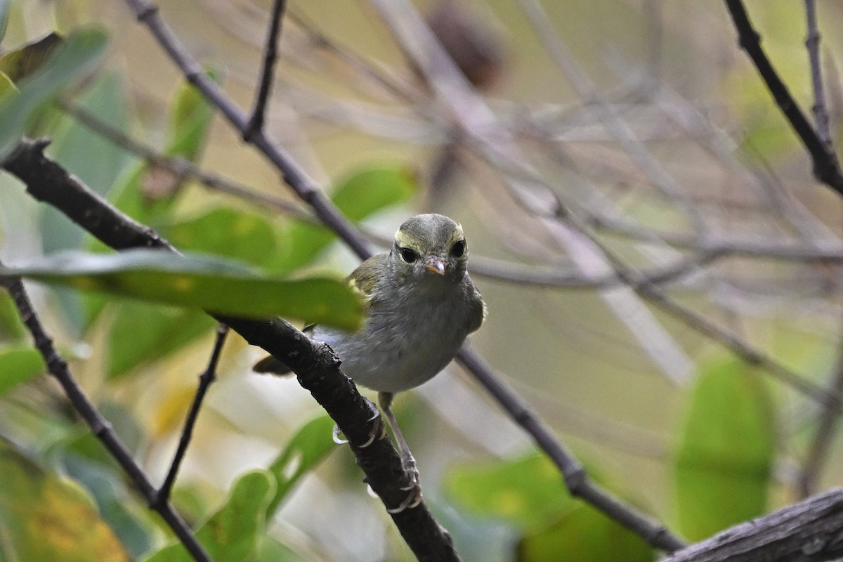 Pouillot de Goodson - ML647762320