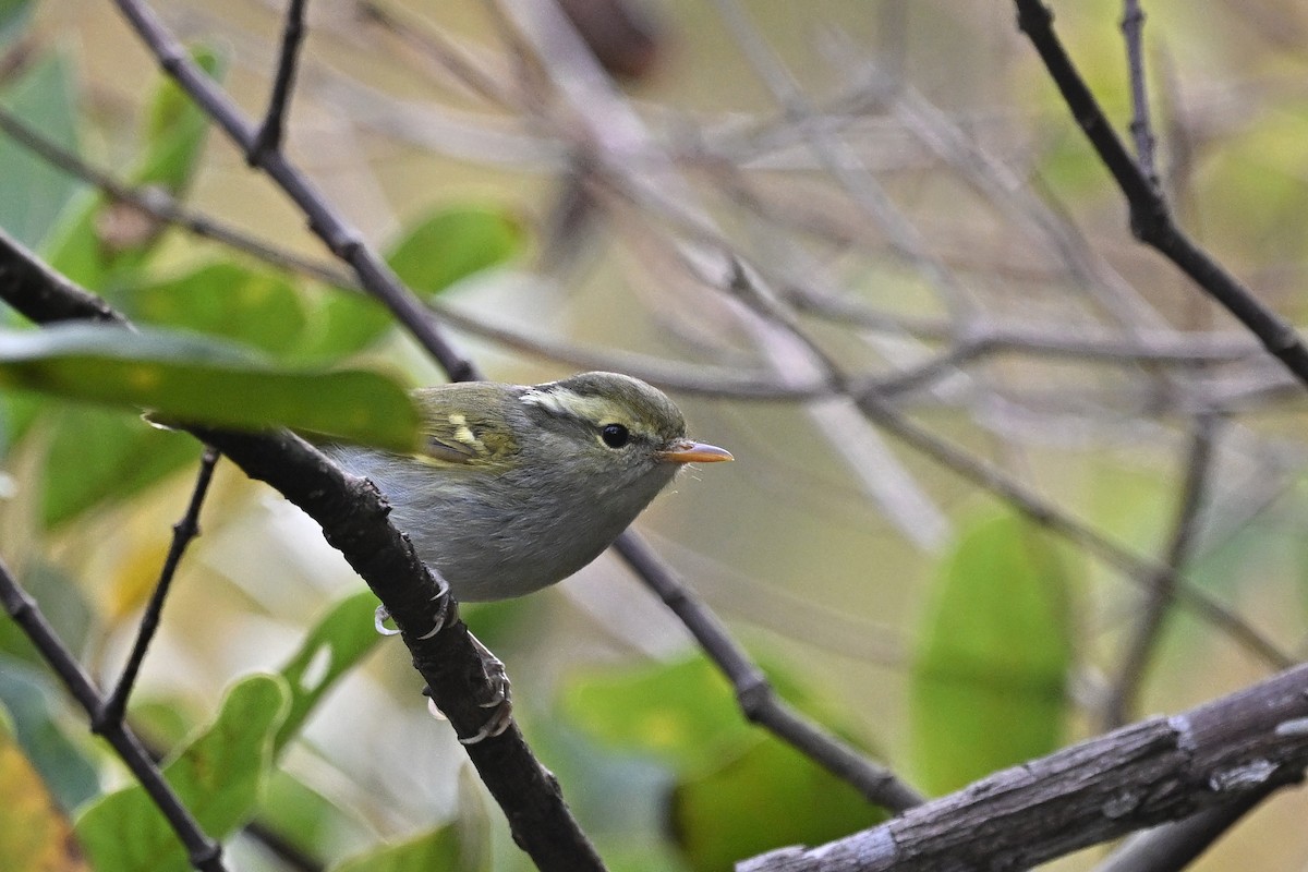 Pouillot de Goodson - ML647762321