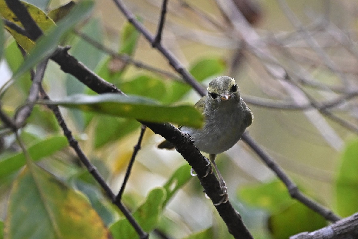 Pouillot de Goodson - ML647762322