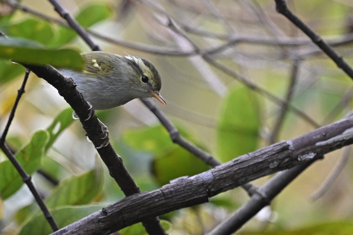 Pouillot de Goodson - ML647762323