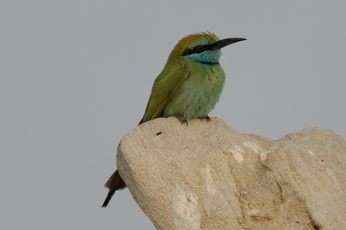 Guêpier à sourcils bleus - ML647762328