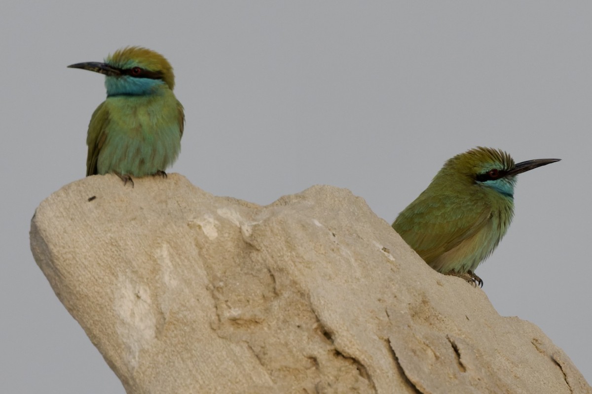 Guêpier à sourcils bleus - ML647762329