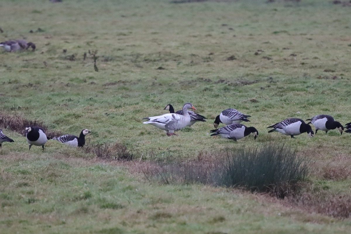 Oie cendrée (forme domestique) - ML647762330