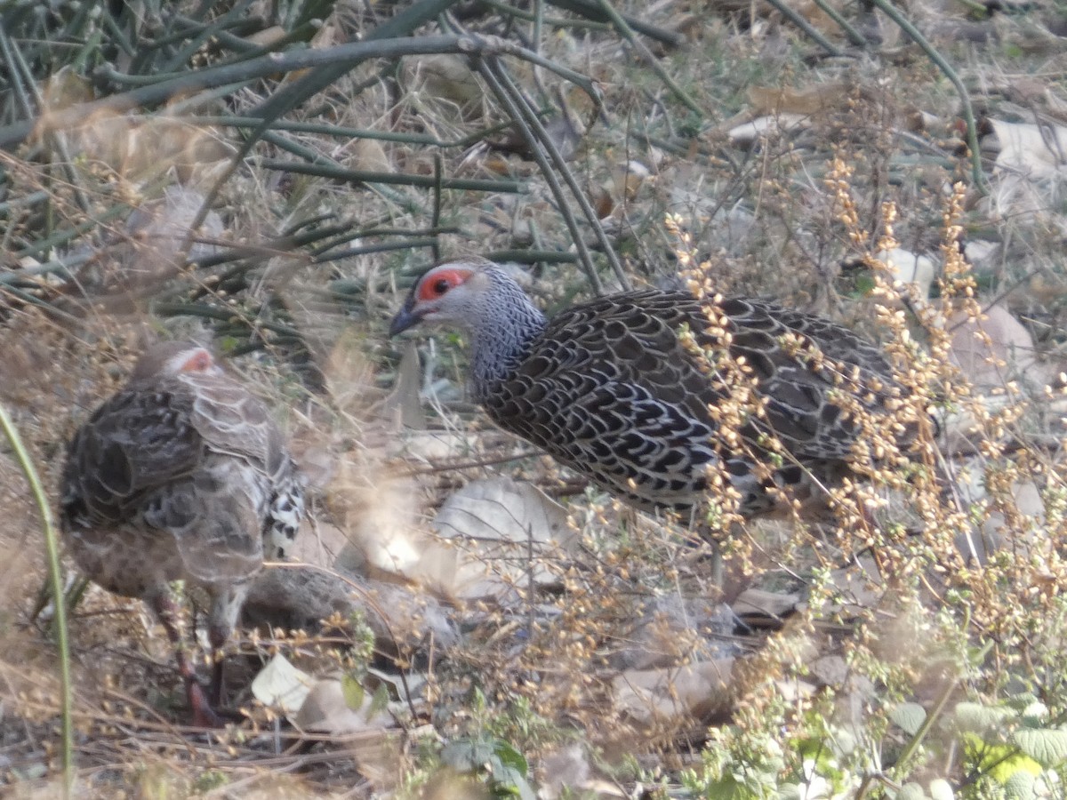 Clapperton's Spurfowl - ML647762335