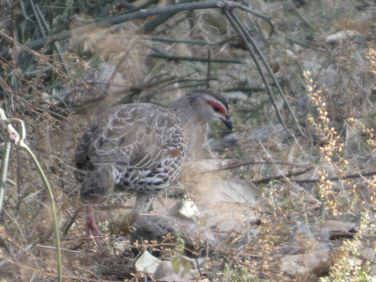 Clapperton's Spurfowl - ML647762336
