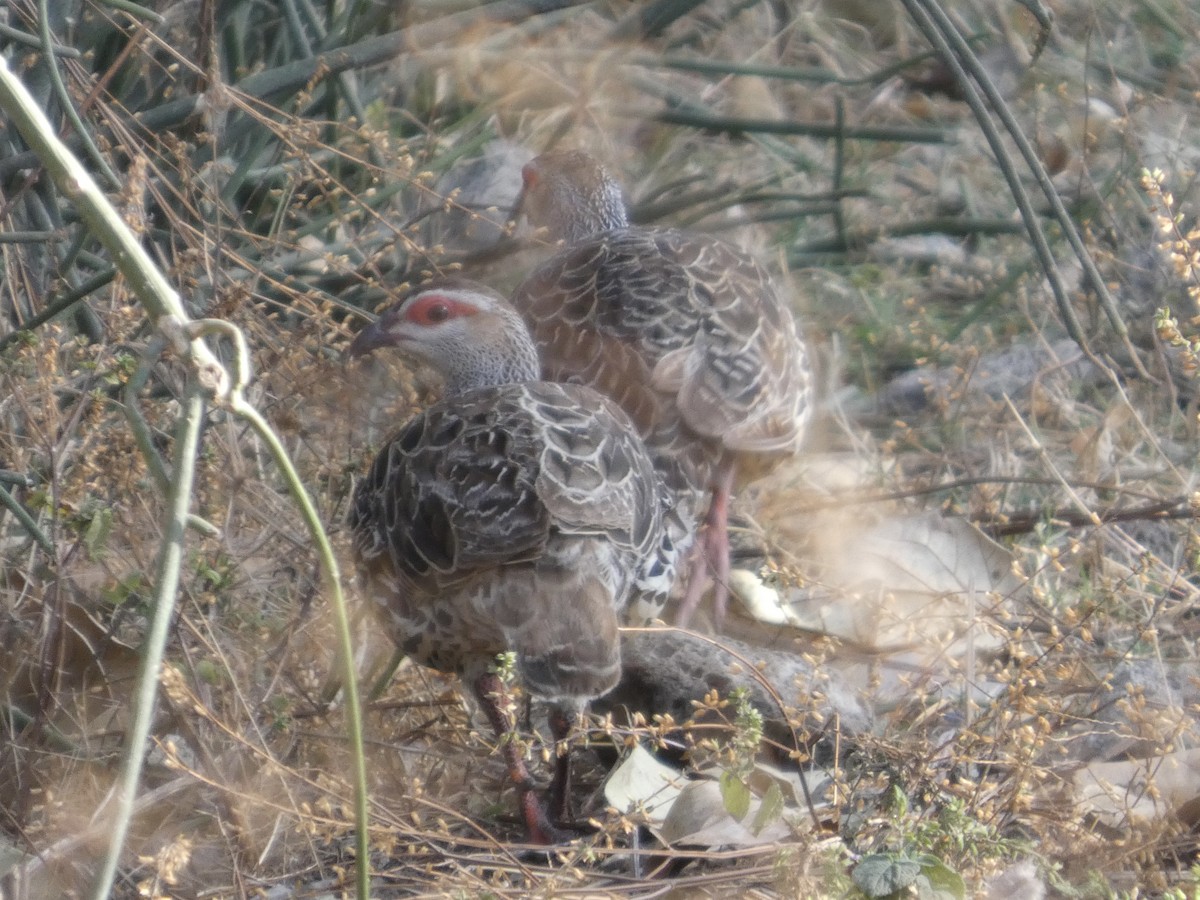 Clapperton's Spurfowl - ML647762337
