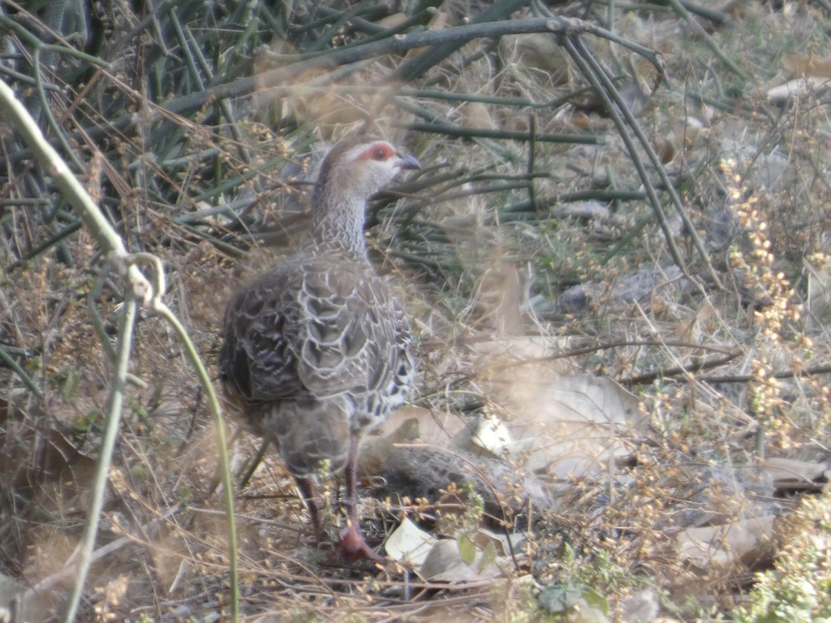 Clapperton's Spurfowl - ML647762339