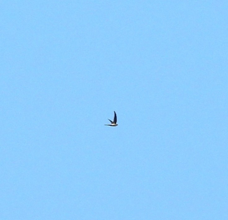 asiapalmeseiler - ML647762367