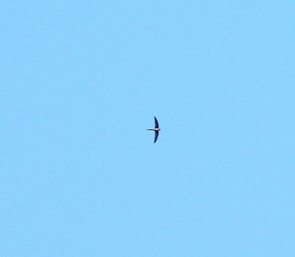 alpeseiler - ML647762369