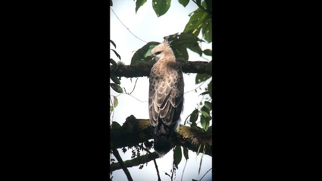 Águila Poma - ML647762379