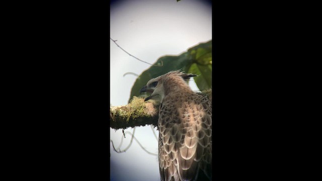 Águila Poma - ML647762381