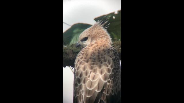 Águila Poma - ML647762384